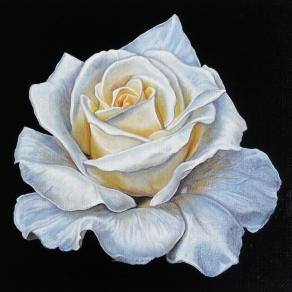 "WHITE ROSE"