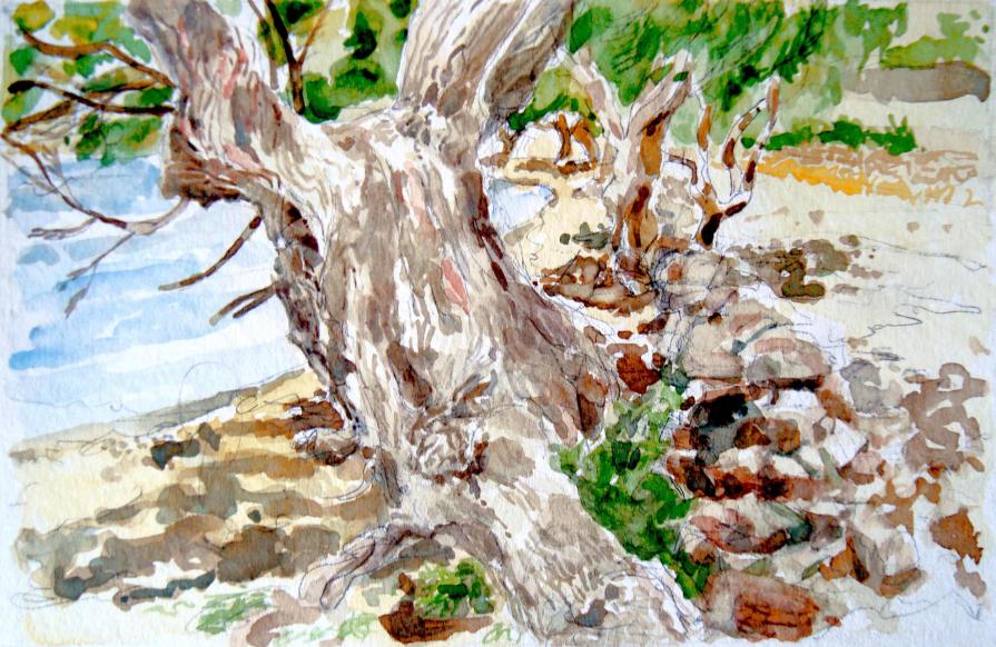 Kampos, tree on the beach