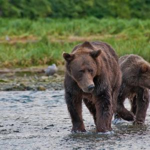 USA. Alaska 1/3. Life forms