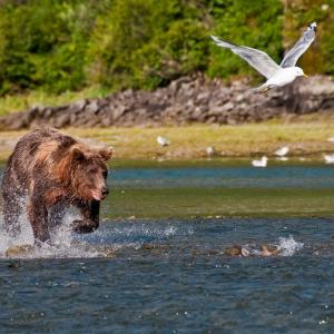 USA. Alaska 1/3. Life forms