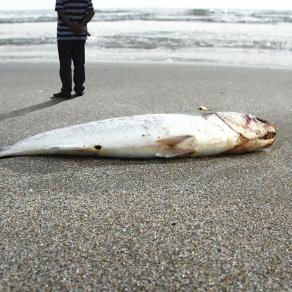 On the Beach II., from Unsettling Photographs series 