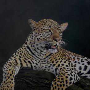 leopardo