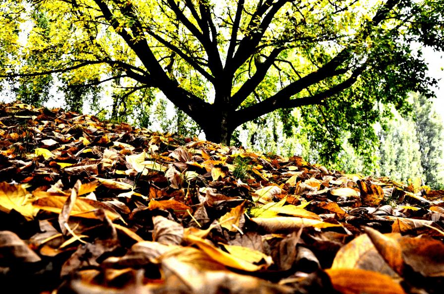 Colori d'autunno - Le foglie