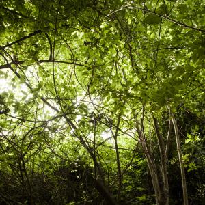 Sacred Forest