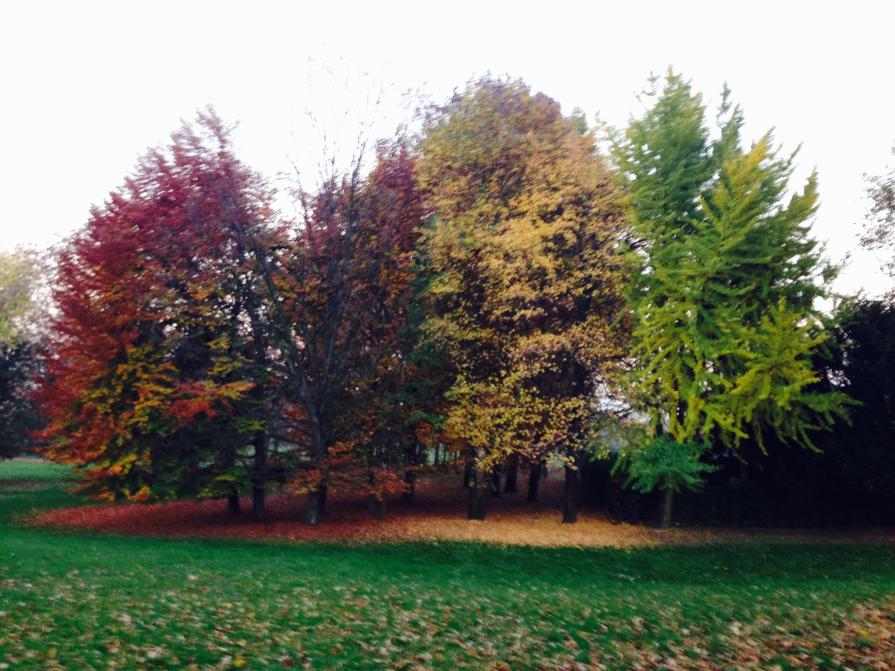 alberi multicolor