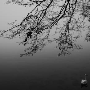 Cygne sous l'arbre