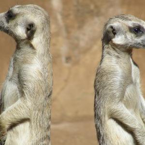 South Africa. Animals