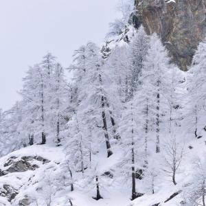 Italy. Val d'Aosta. White and his reflexes