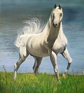 CAVALLO BIANCO