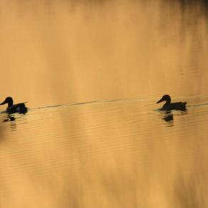 A spasso nell'alba