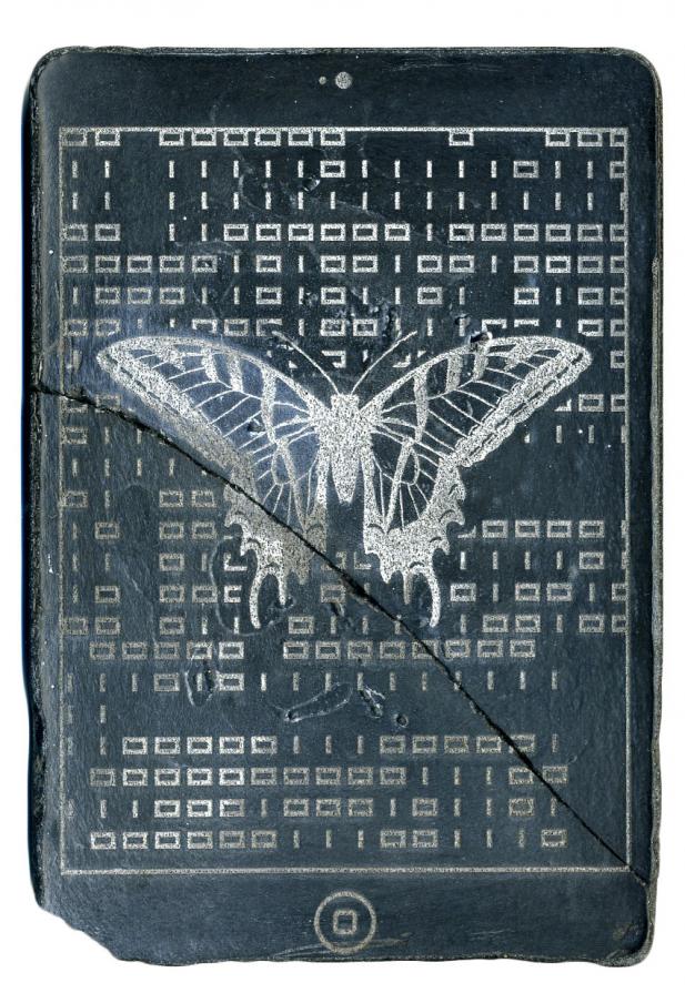 CODEX (butterfly)