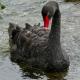 Black Swan