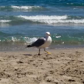 Seagull