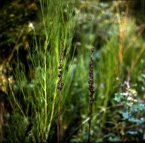 Untitled (Lonely rivers flow to the sea)