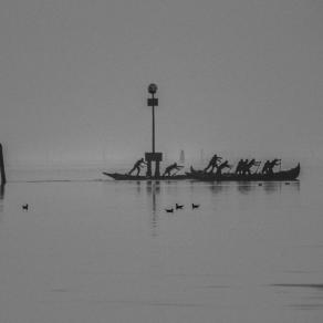 rowing among birds