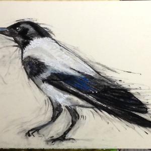 Hooded Crow #1