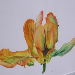 Parrot tulip