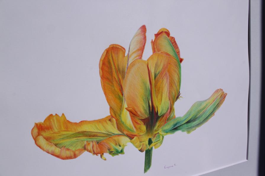 Parrot tulip