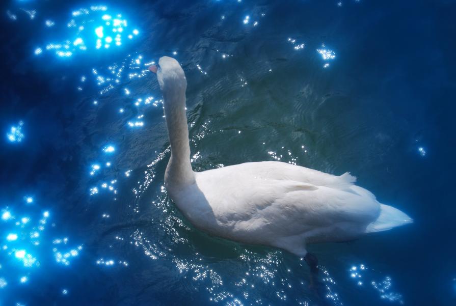 Magic Swan