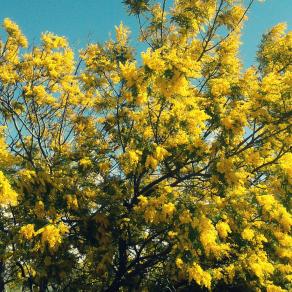 Mimosa al vento