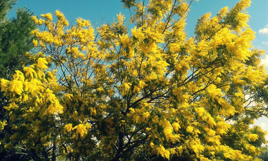 Mimosa al vento