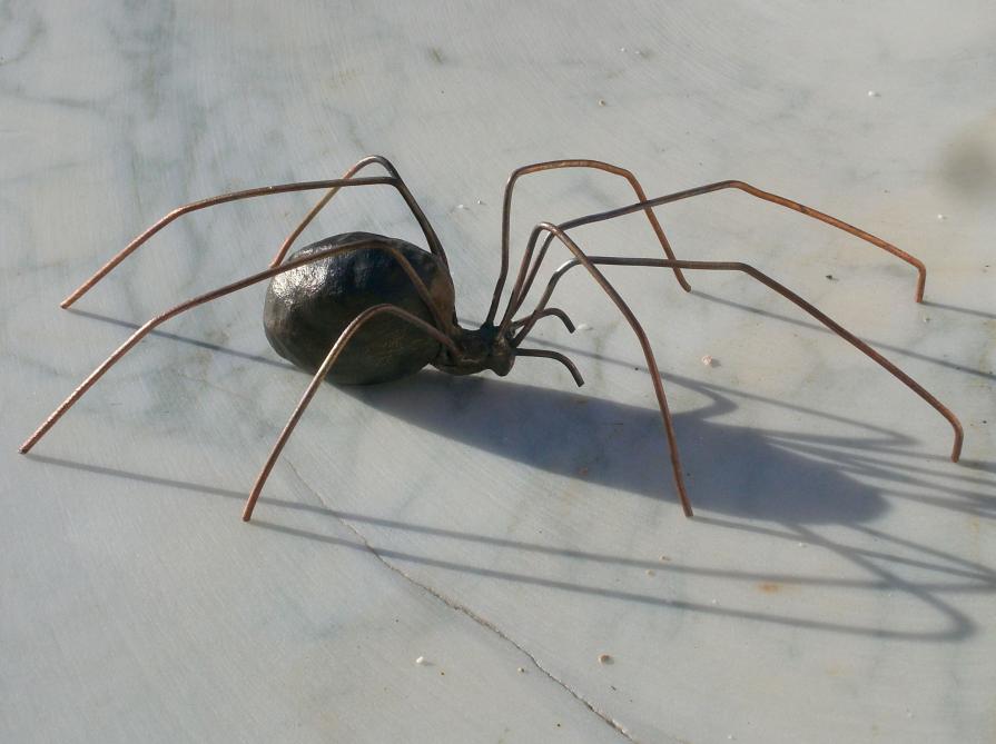 Theridion Ovatum