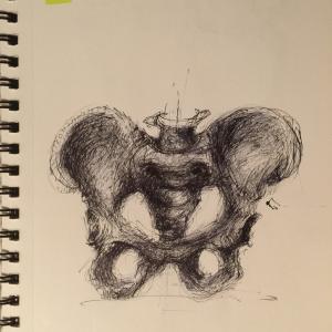 Pelvis drawing