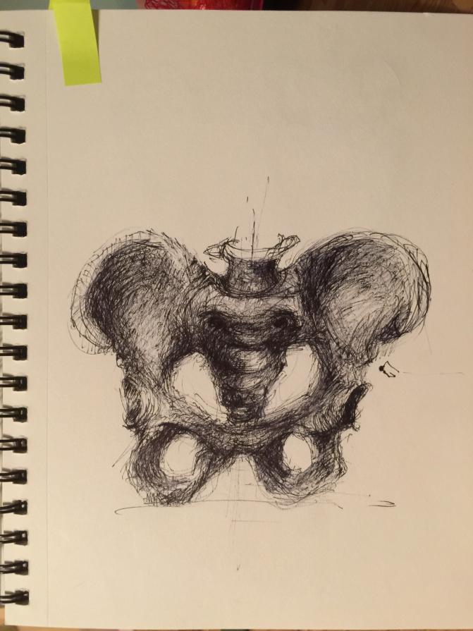 Pelvis drawing