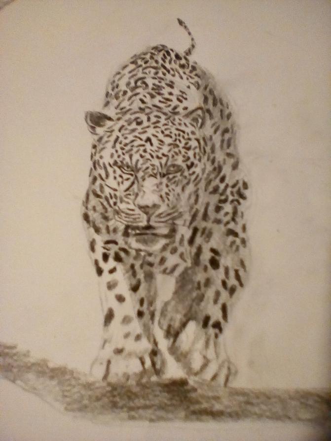 Leopard