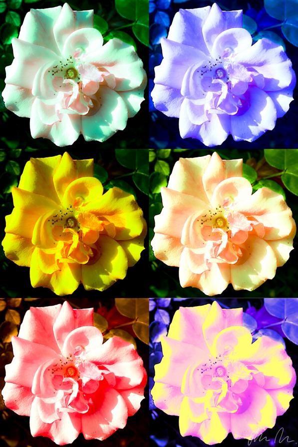 Fiore pop art