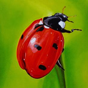 "LADYBUG III"