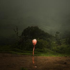 Flamingo Drinking