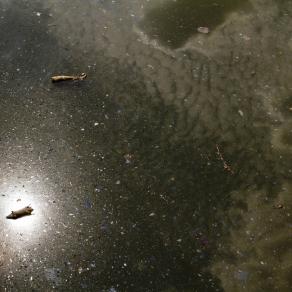 Untitled (Gowanus Canal)