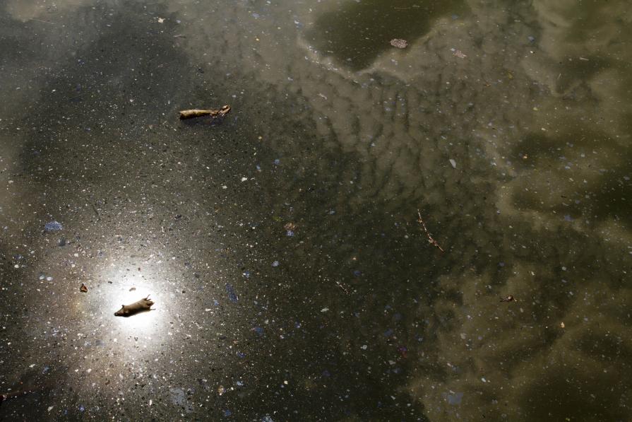 Untitled (Gowanus Canal)