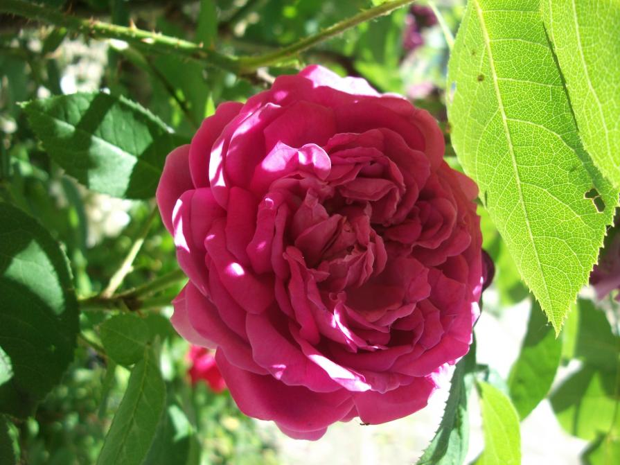 ROSA ANTICA