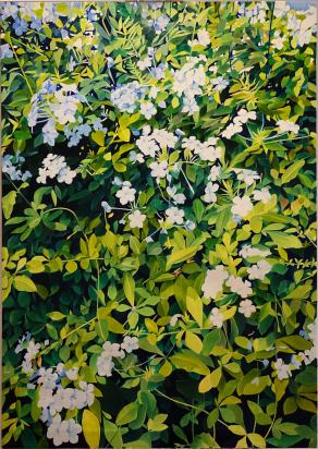 Plumbago - oil on canvas