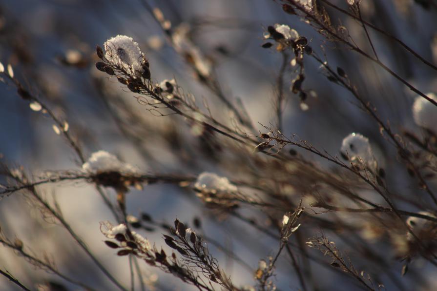 Grass in winter