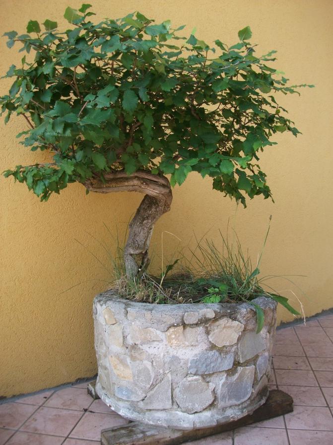 L'ARTE DEL BONSAI