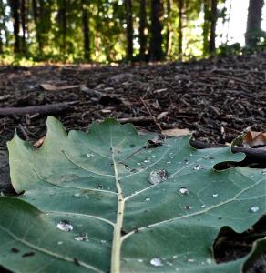 Il tappeto del bosco