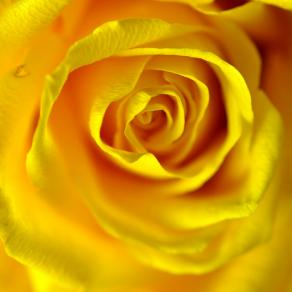 Yellow rose