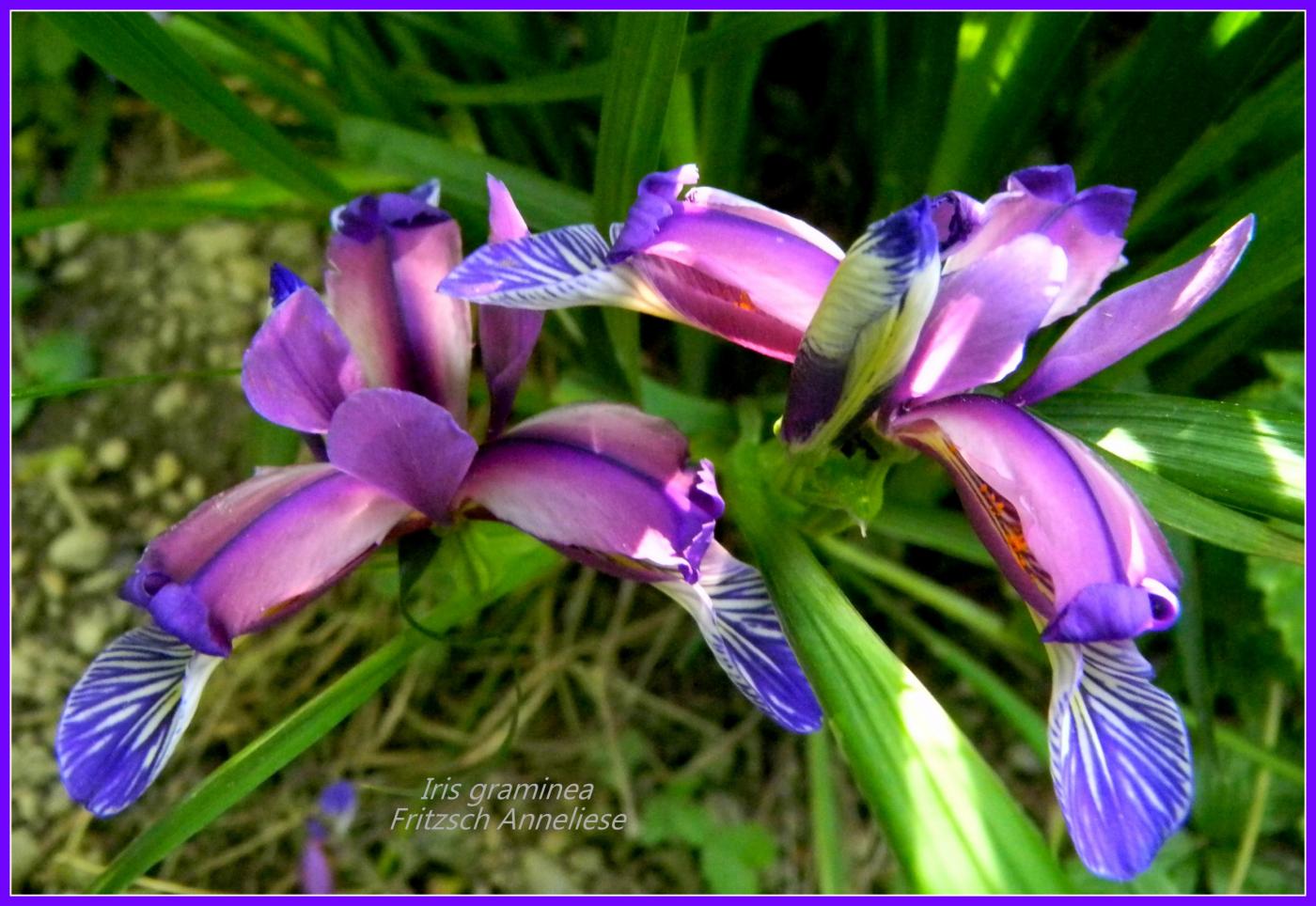 Iris Graminea 