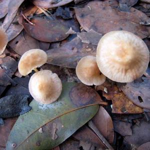 Mushrooms of the Serra Azul.