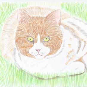 Cat lying on the grass