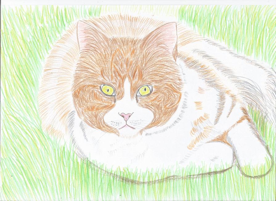 Cat lying on the grass