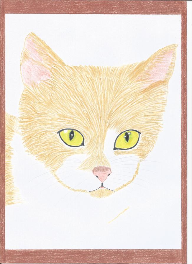 Portrait of cat