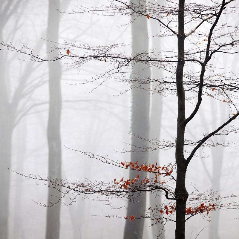 Beeches in the Mist