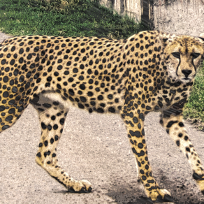 ghepard 