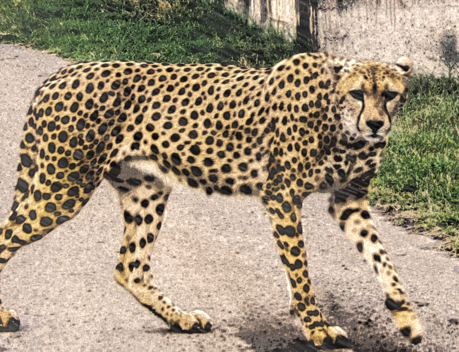 ghepard 