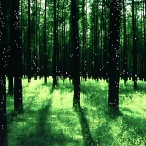 Blinking forest