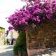 Bougainvillier de Collioure